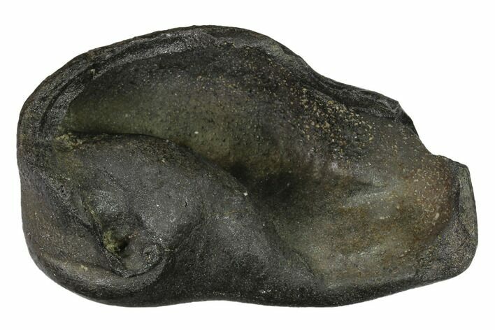Fossil Whale Ear Bone - Miocene #144920